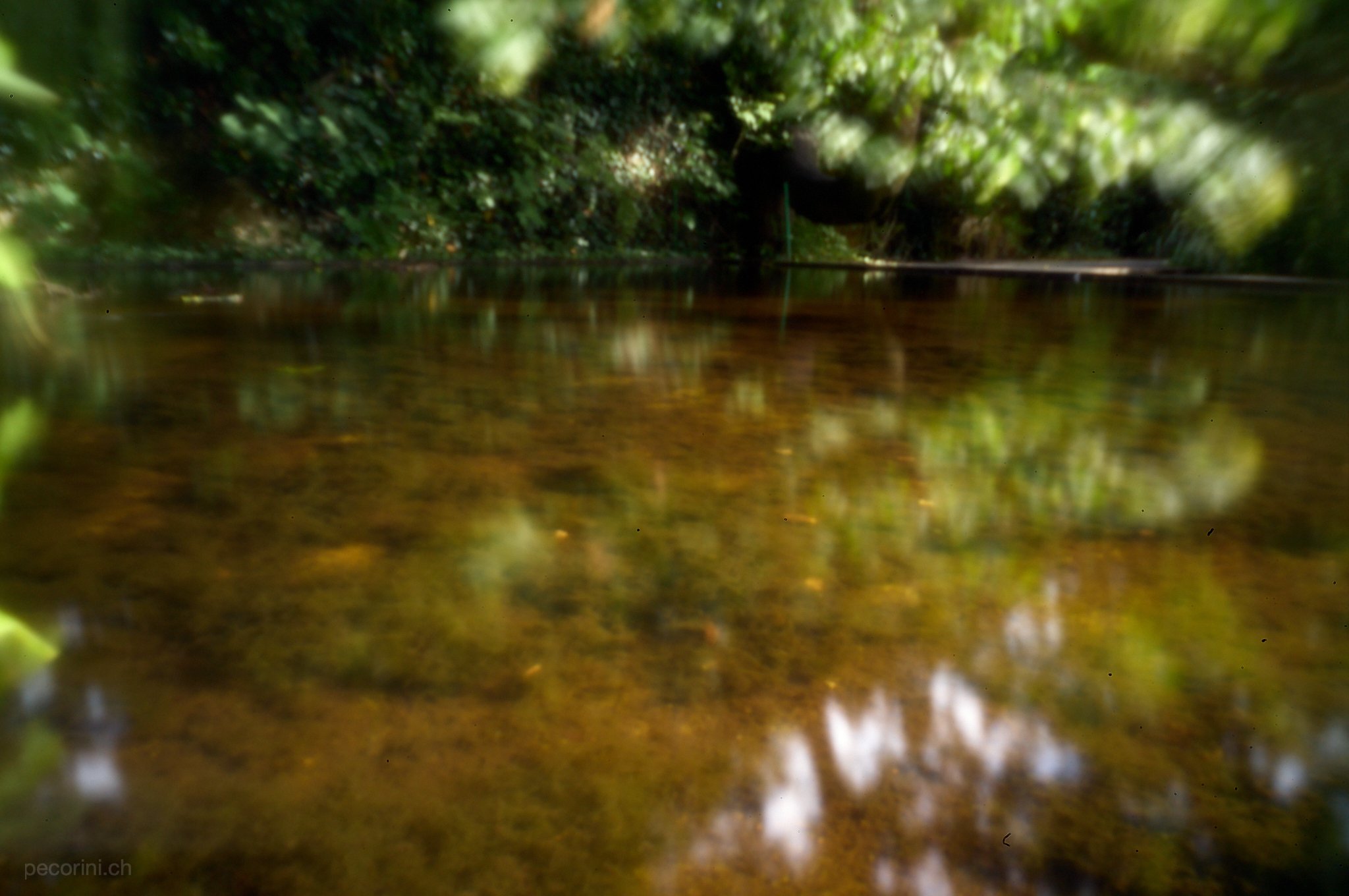 L1003536_pecorini.ch.jpg