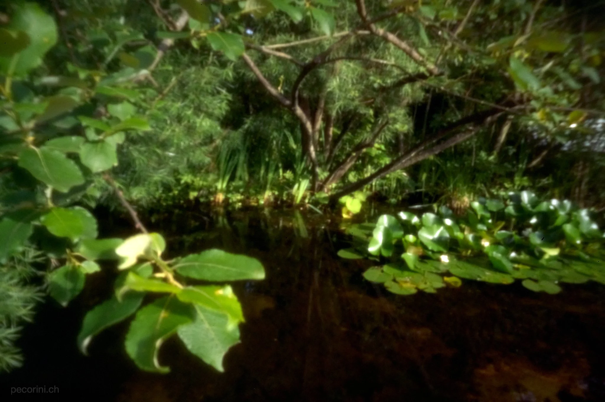 L1003560_pecorini.ch.jpg