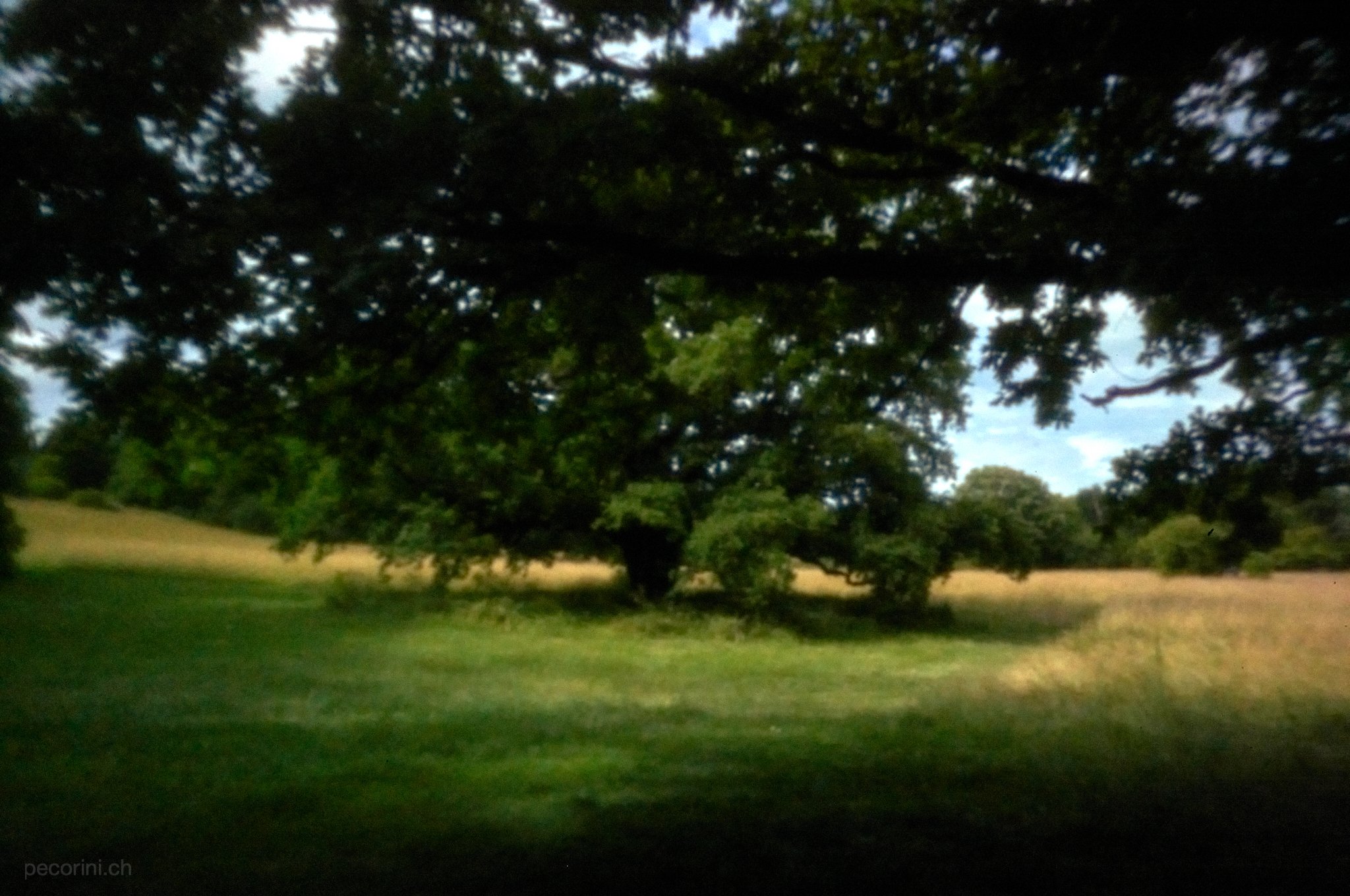L1003351_pecorini.ch.jpg