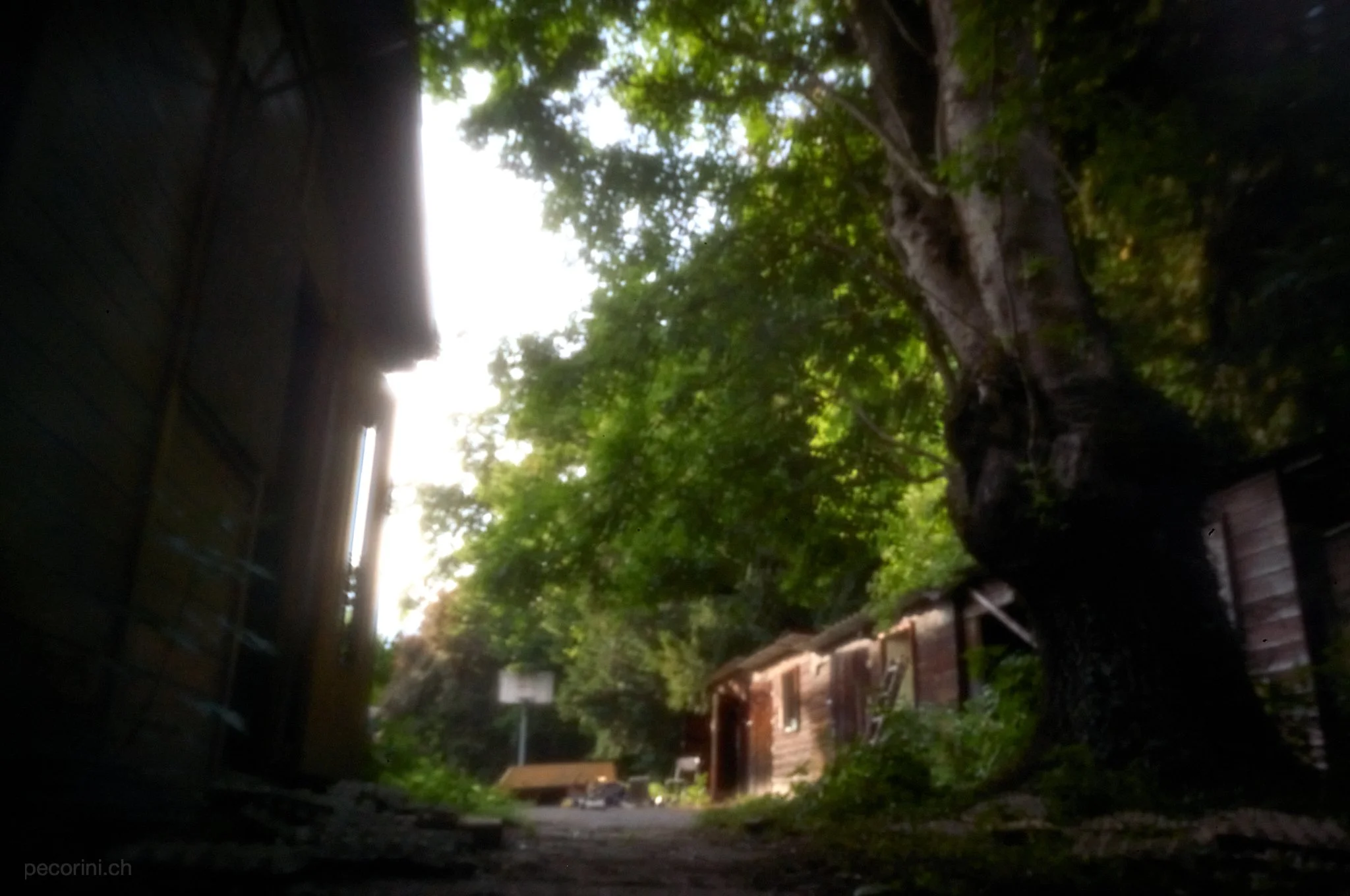 L1003675_pecorini.ch.jpg