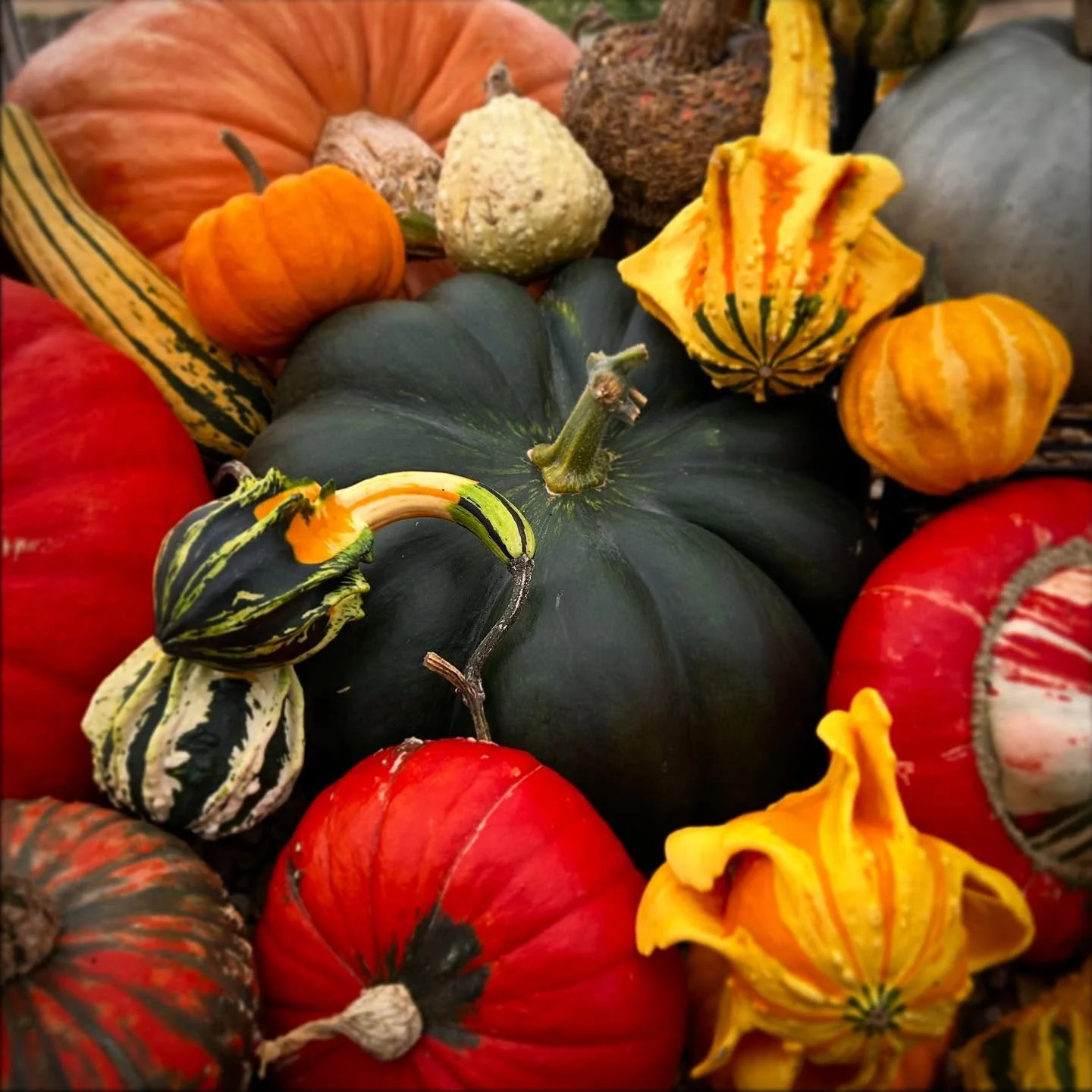 If you ever need an autumn colour scheme all you need is to study the colours of the amazing pumpkin display at #dyffryngardens 
#nationaltrust #wales #pumpkin #gourds #squash #autumn #colourscheme