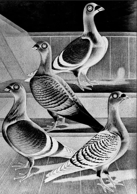 📖 Jij bent geen duif, toch?