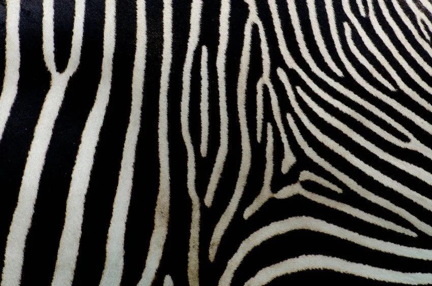 📖 Zebrabedrijven zijn cruciaal om de wereld in een andere richting te sturen