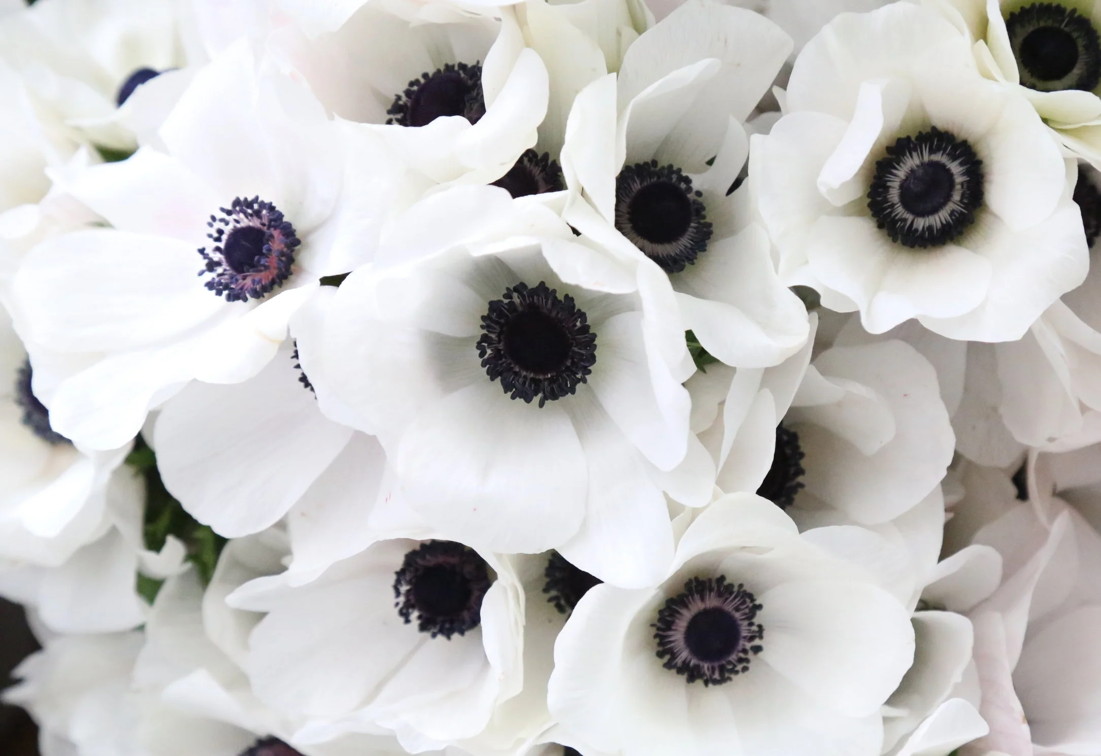 white anemone