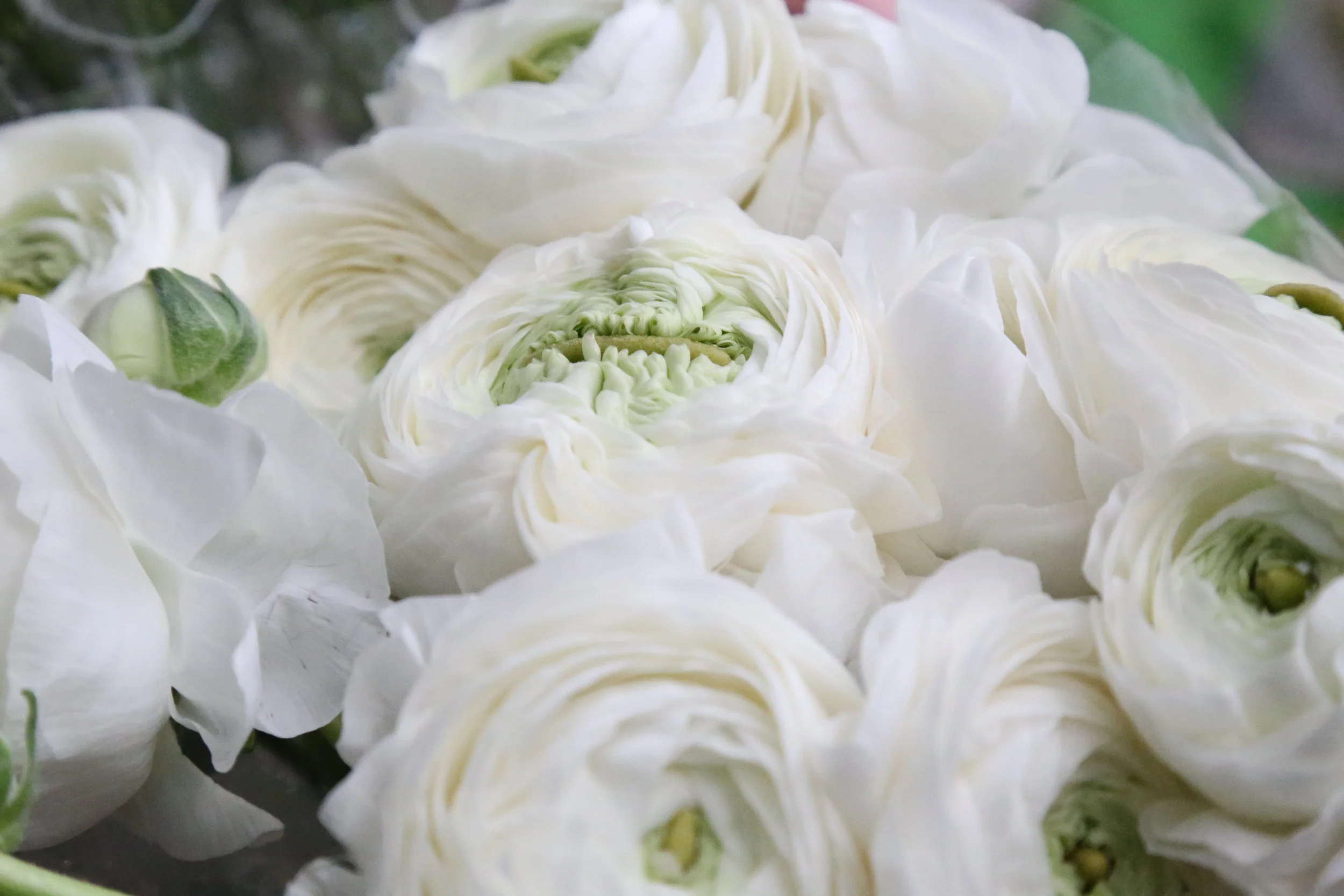 Ranunculus