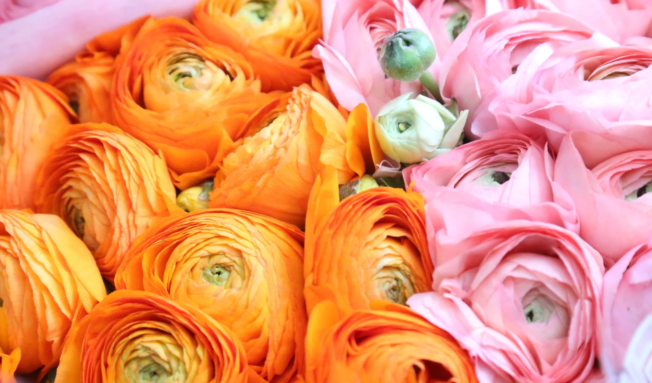 Ranunculus