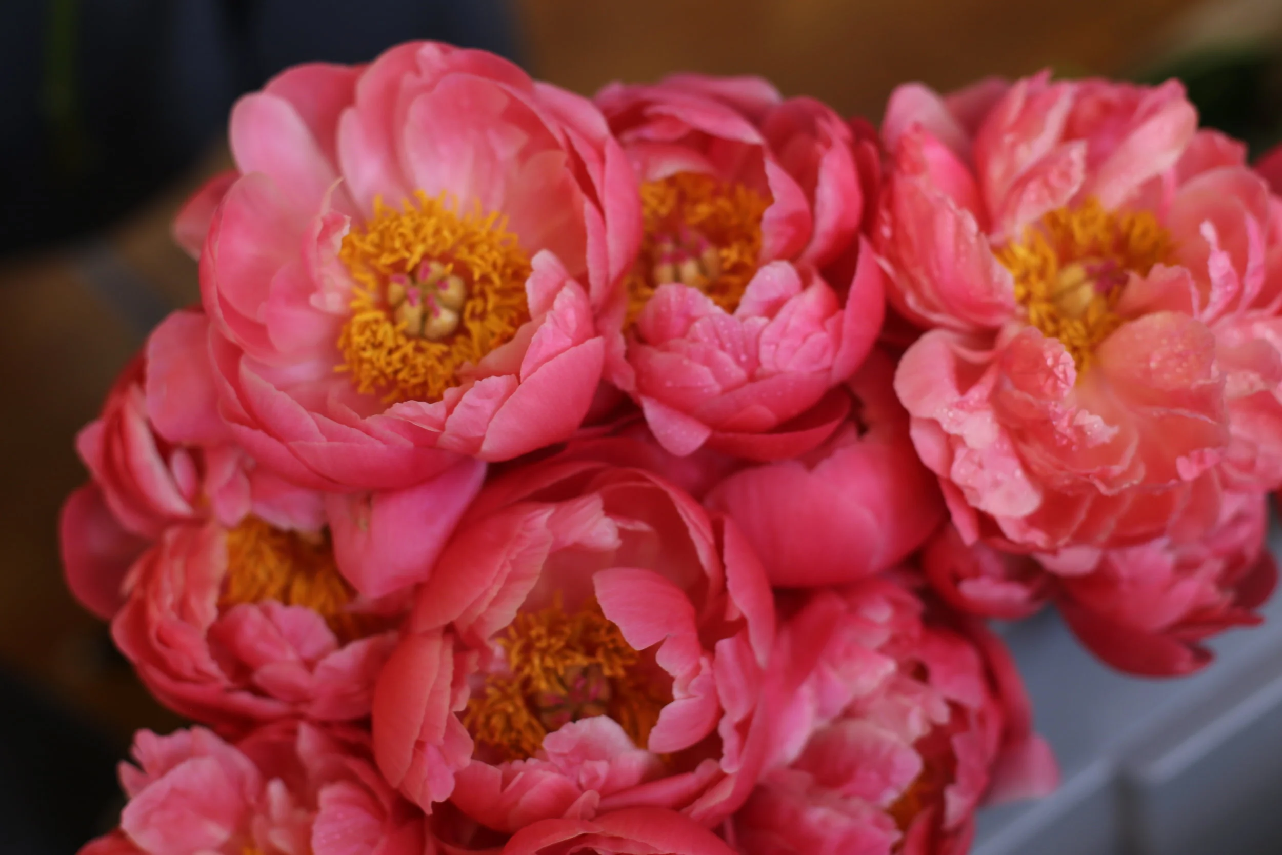 Peony