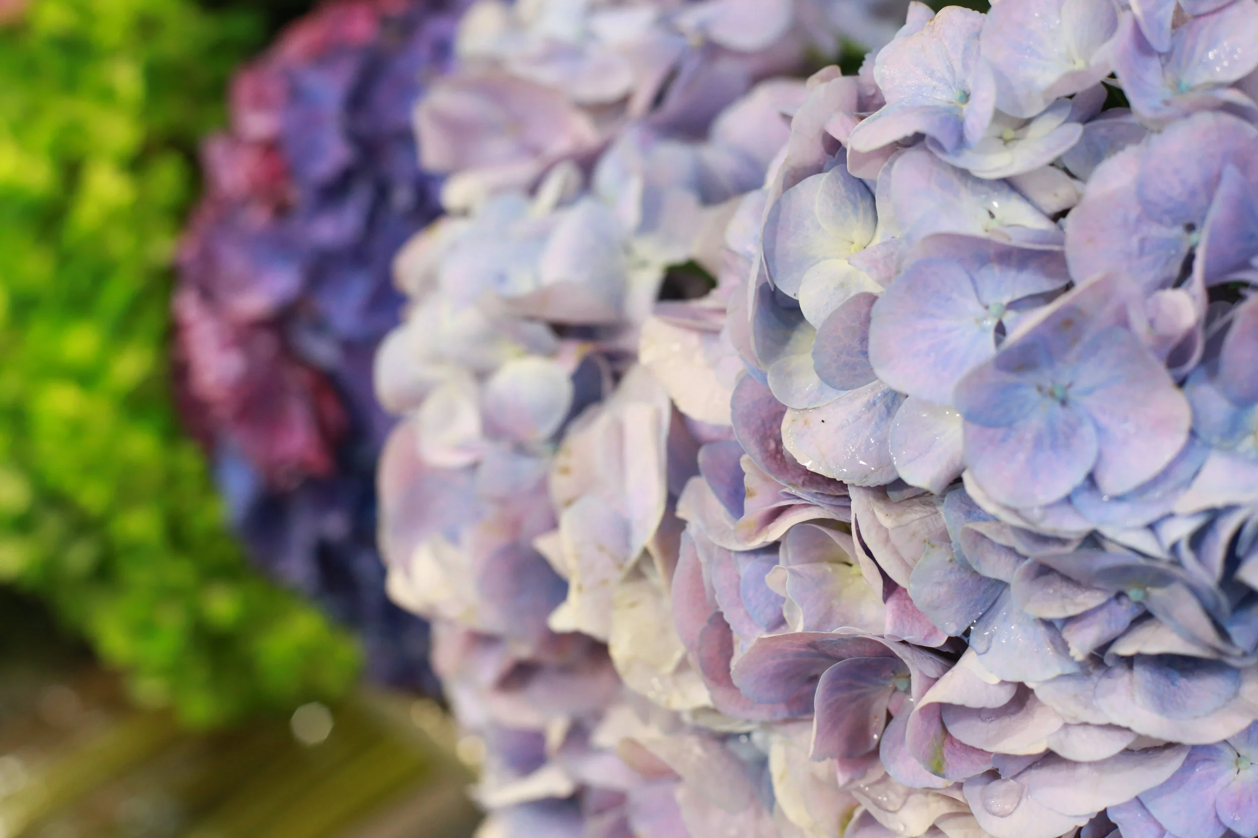 Hydrangea