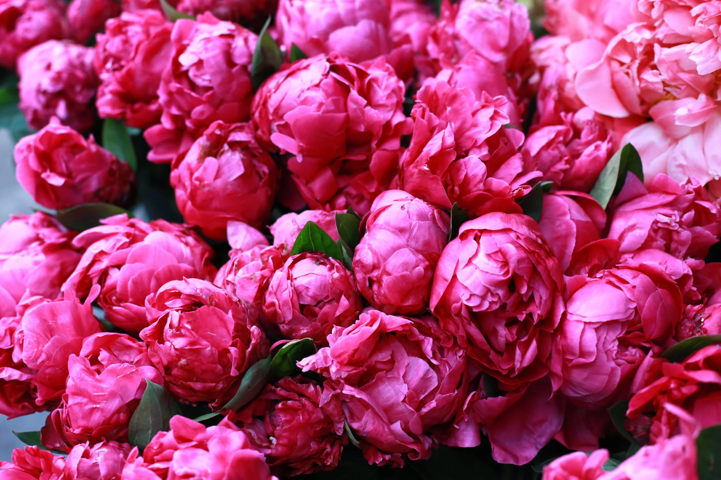 Peony