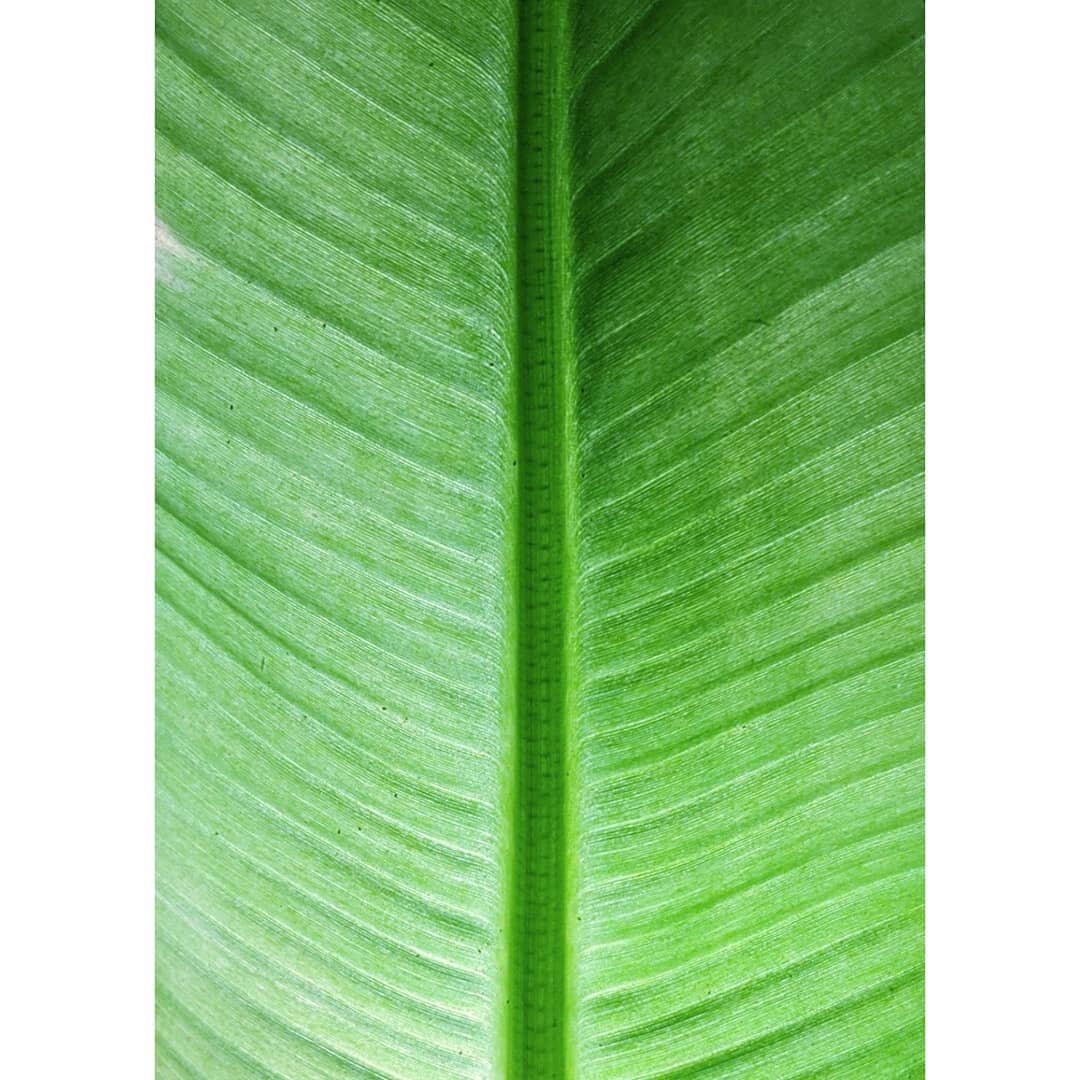 Berlin - Present time - All I see is green 🌱
.
.
.
.
.
.
.
. .
.
.
#germany #berlin&nbsp;#plantlover #instadaily #green #leaf #houseplants #nature #urbanjungle #plants #instagood #naturephotography #justgoshoot #photography #photooftheday #indoorpla