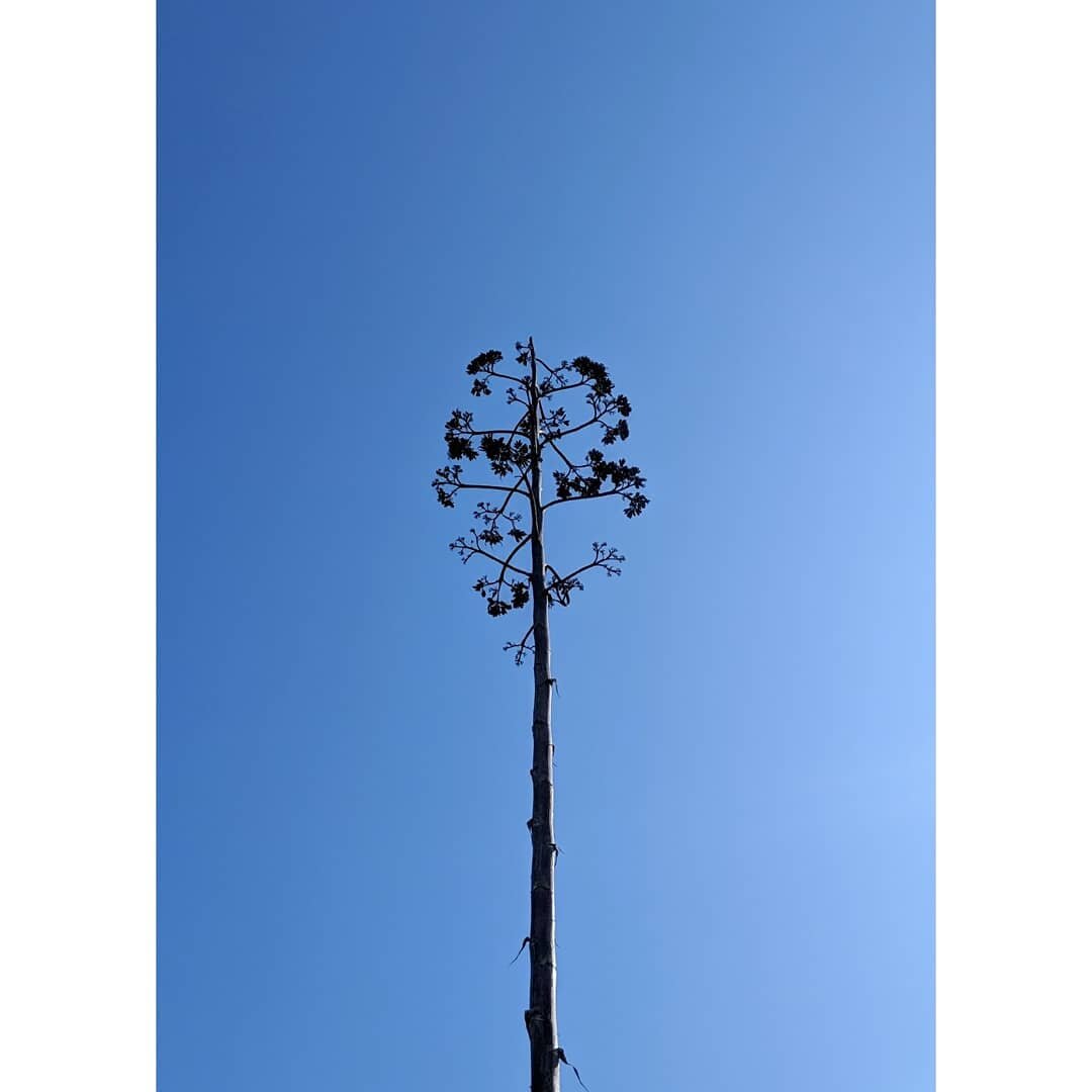 Sydney - January - Standing tall, even with all this blue around me.
.
.
.
.
.
.
.
.
.
.
.
#sydney #australia #blue #sea #nature #naturelovers #naturephotography #natureporn #travelphotography #travelgram #travel #sky #skylovers #landscape #landscape