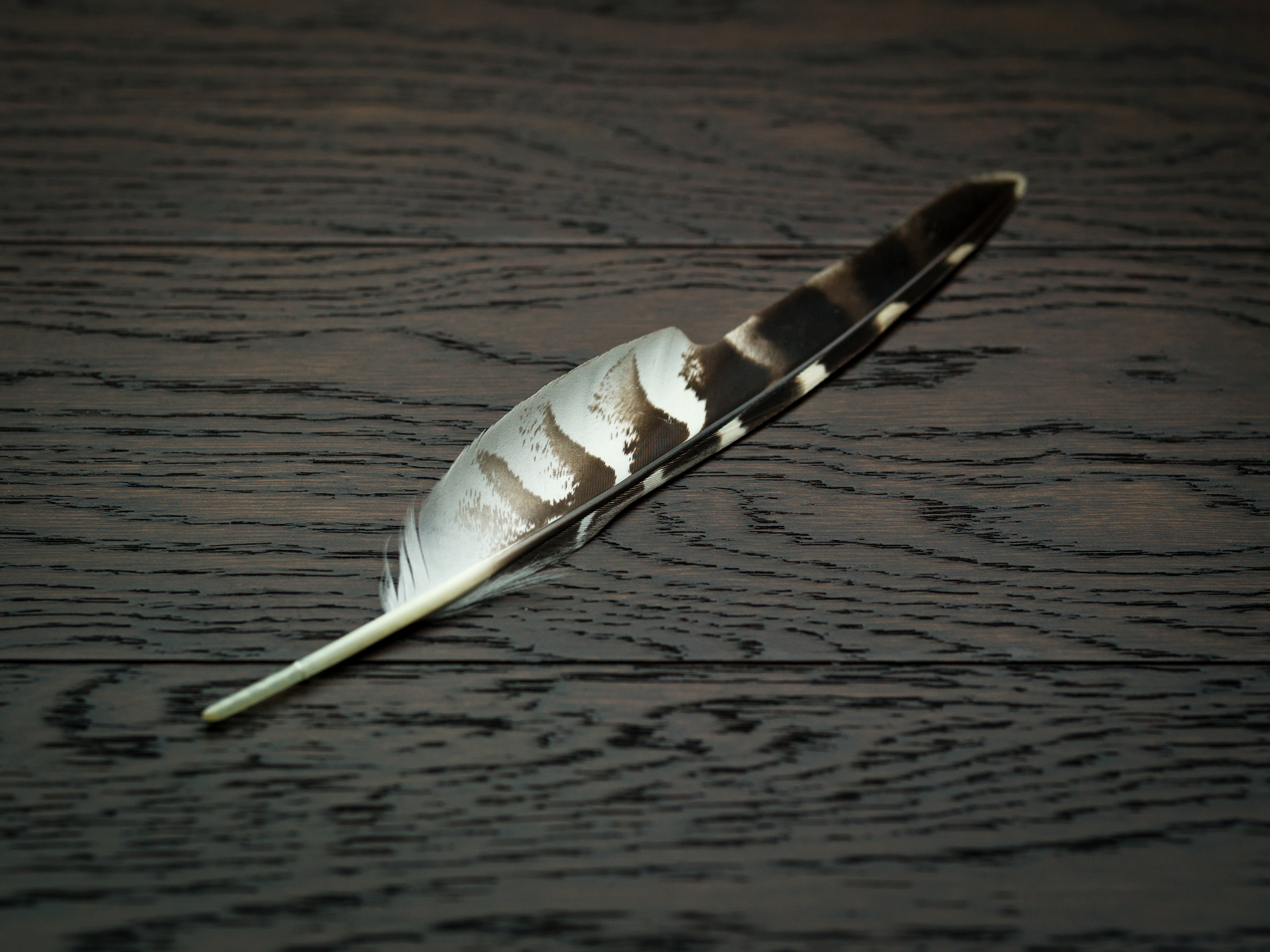 Hawk Feather