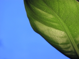 leaf-1-1496263-1280x960.jpg