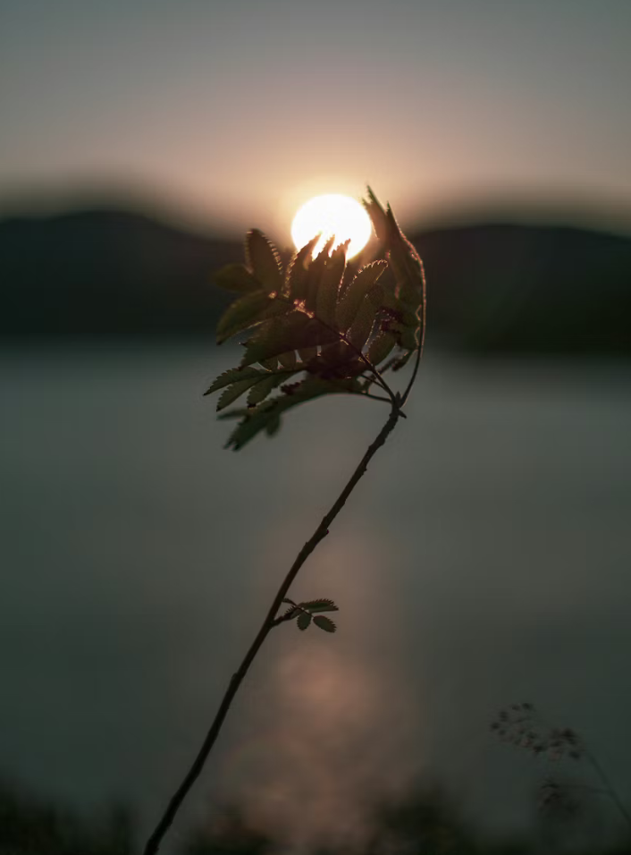 Discernment: Training for Embodied-Clarity Action