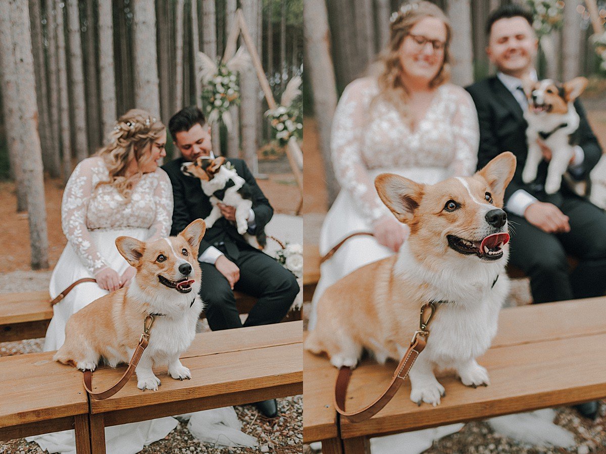 pinewood-wedding-corgi.jpg