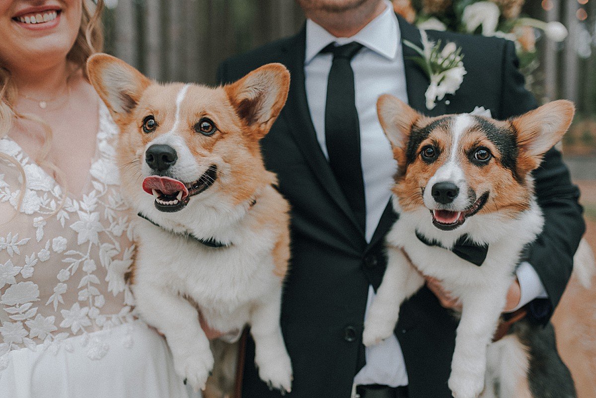 pinewood-wedding-with-dogs.jpg
