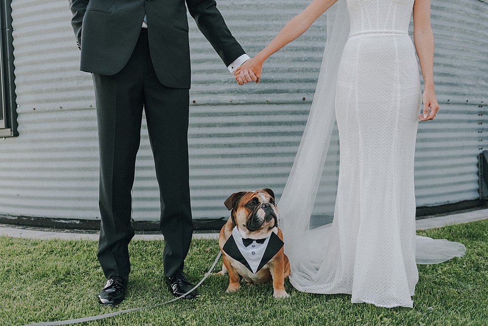 wedding-photos-with-dogs.jpg