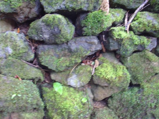 Maui Moss Rocks.JPG