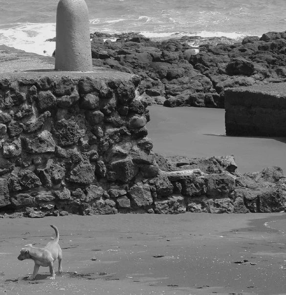 Maui Dog Beach.JPG