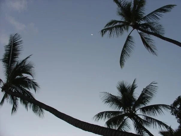 Maui Palm Trees.JPG