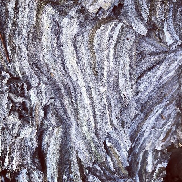 What can you see?
When we can shift our perception, the whole world shifts and changes.
.
.
#Perception #shift #healing #shamanichealing #soulwork #caliopehealing #letgo #manchesterbythesea #igersnewengland #igersnorthshore #waspnest