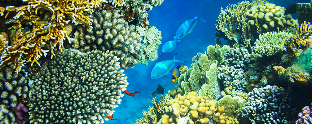 reef hawaii.jpg