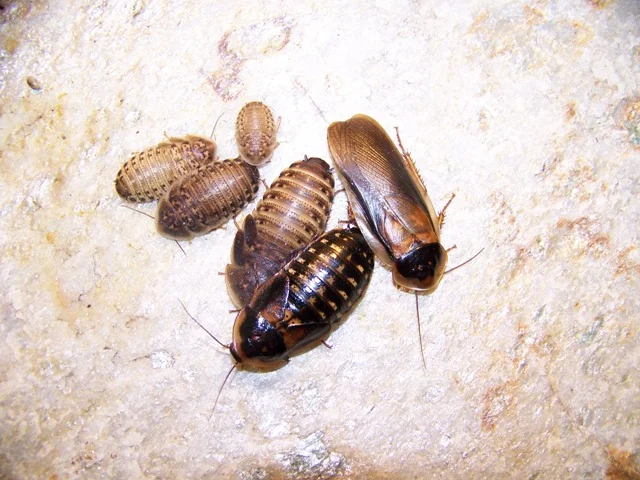 blaptica dubia feeder roaches.jpg