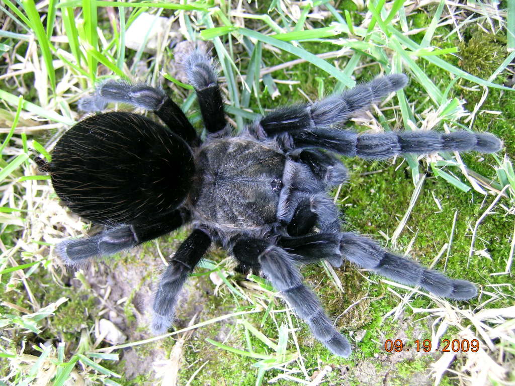 brachypelma schroederi.jpeg