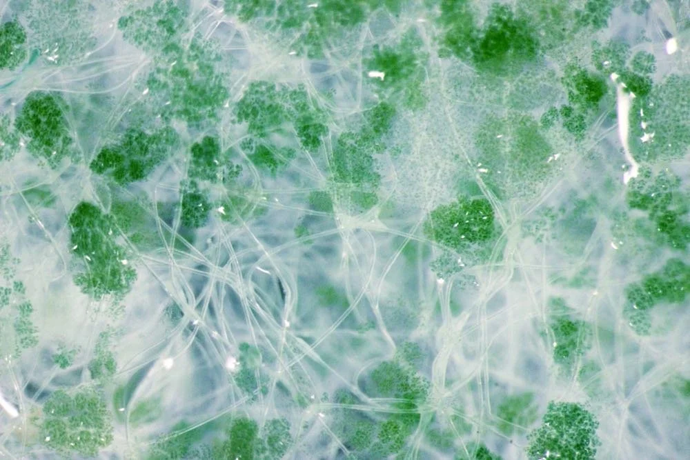Reactive Surfaces