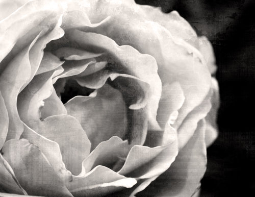 rose.jpg