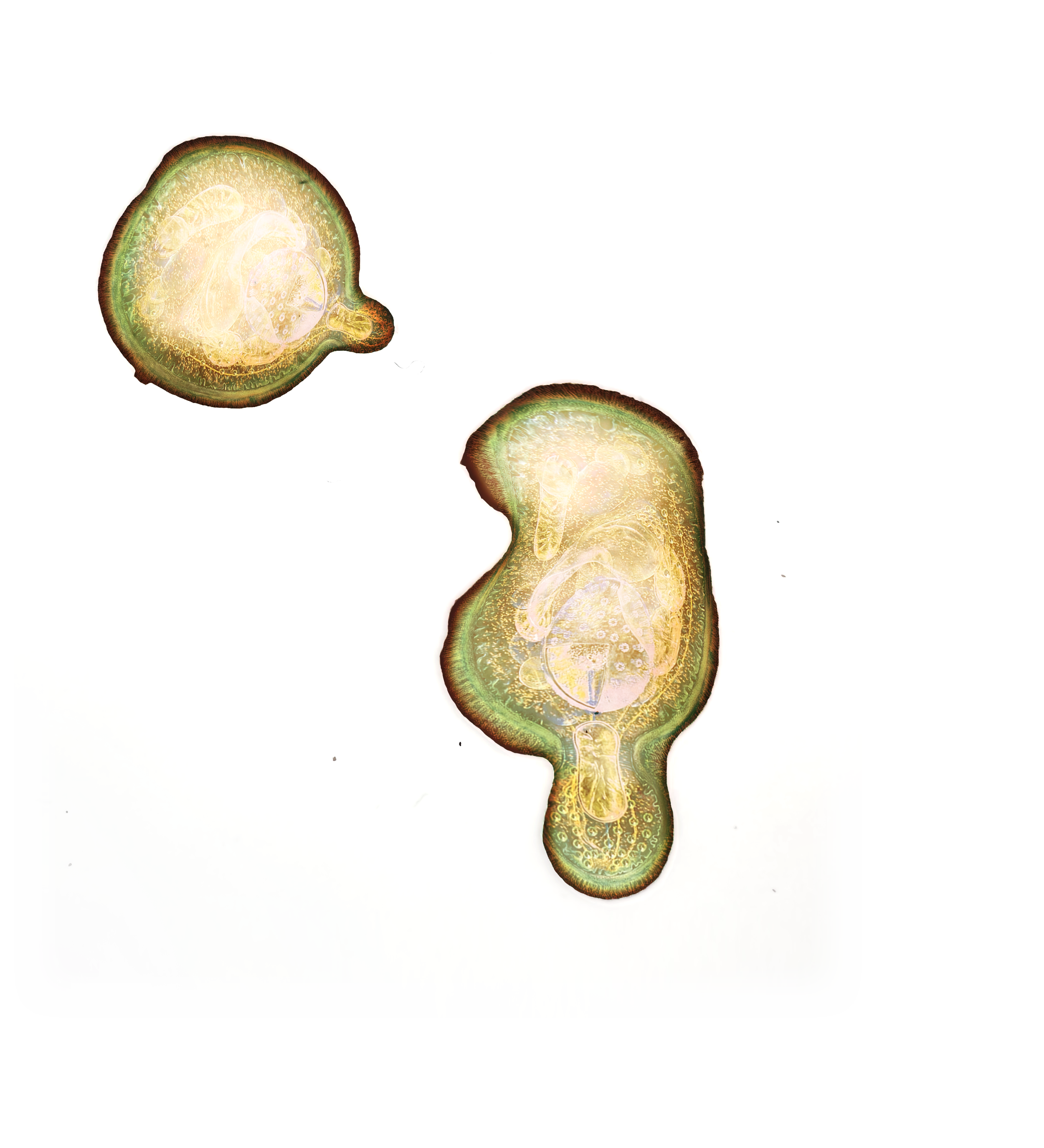 Biotech Biobrew Abinbev anheuser busch inbev shibuleru high tech biomanufacturing industrial design business strategy