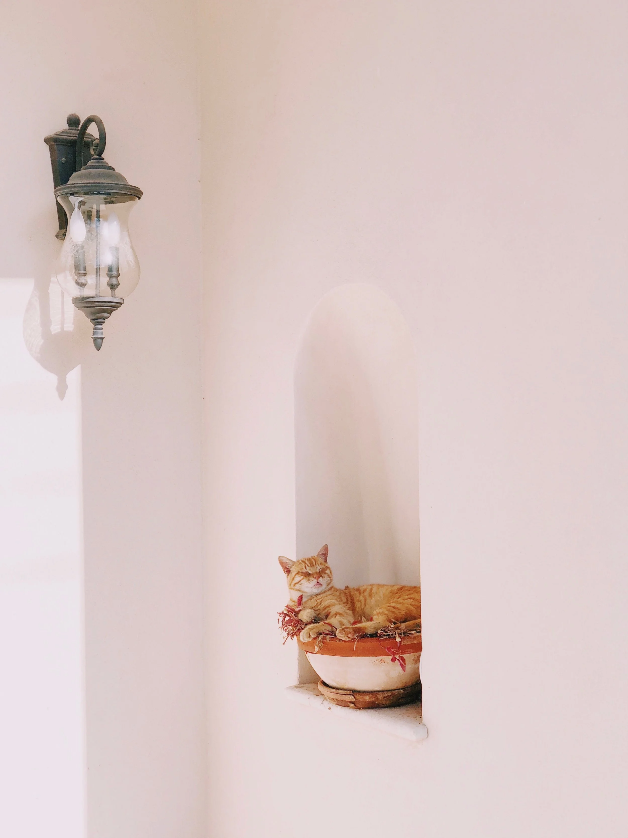This cat was getting drowsy and had some difficulties to keep his head straight.