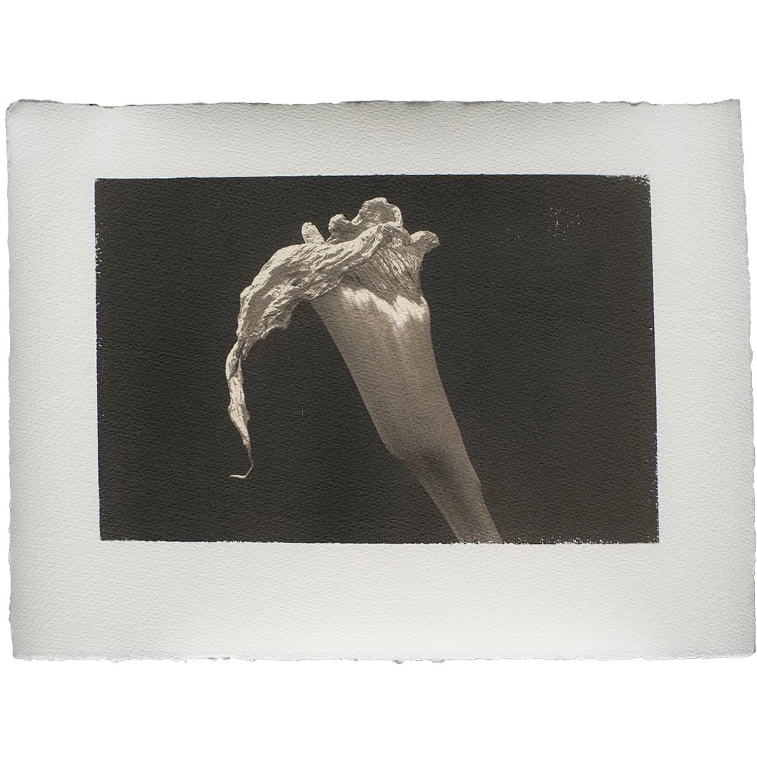  Platinum Print (2025) 