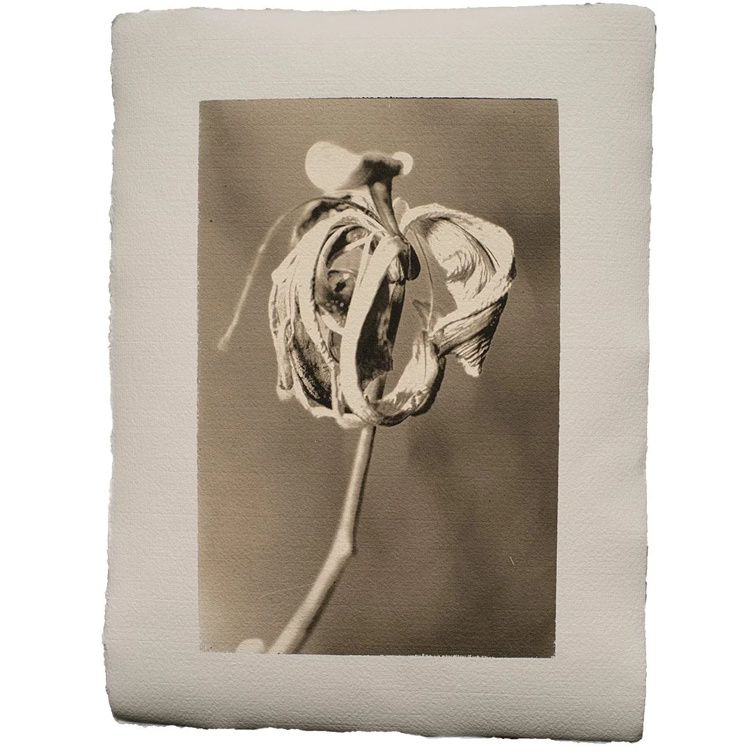 Lily_PtPd Scan for web posting.jpg