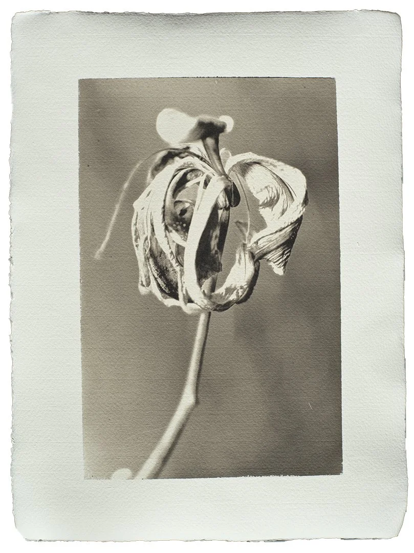 Untitled (Dead Lily)