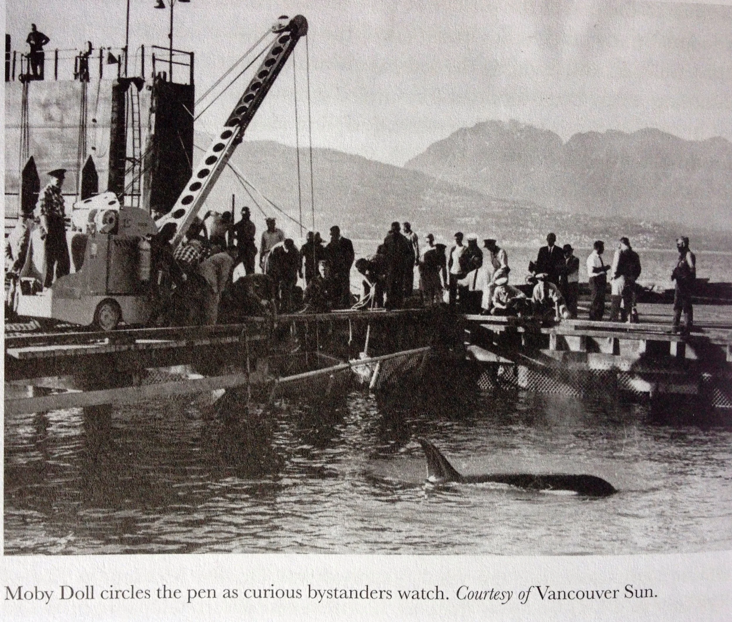 Moby Doll Capture, first Orca ever captured.jpg