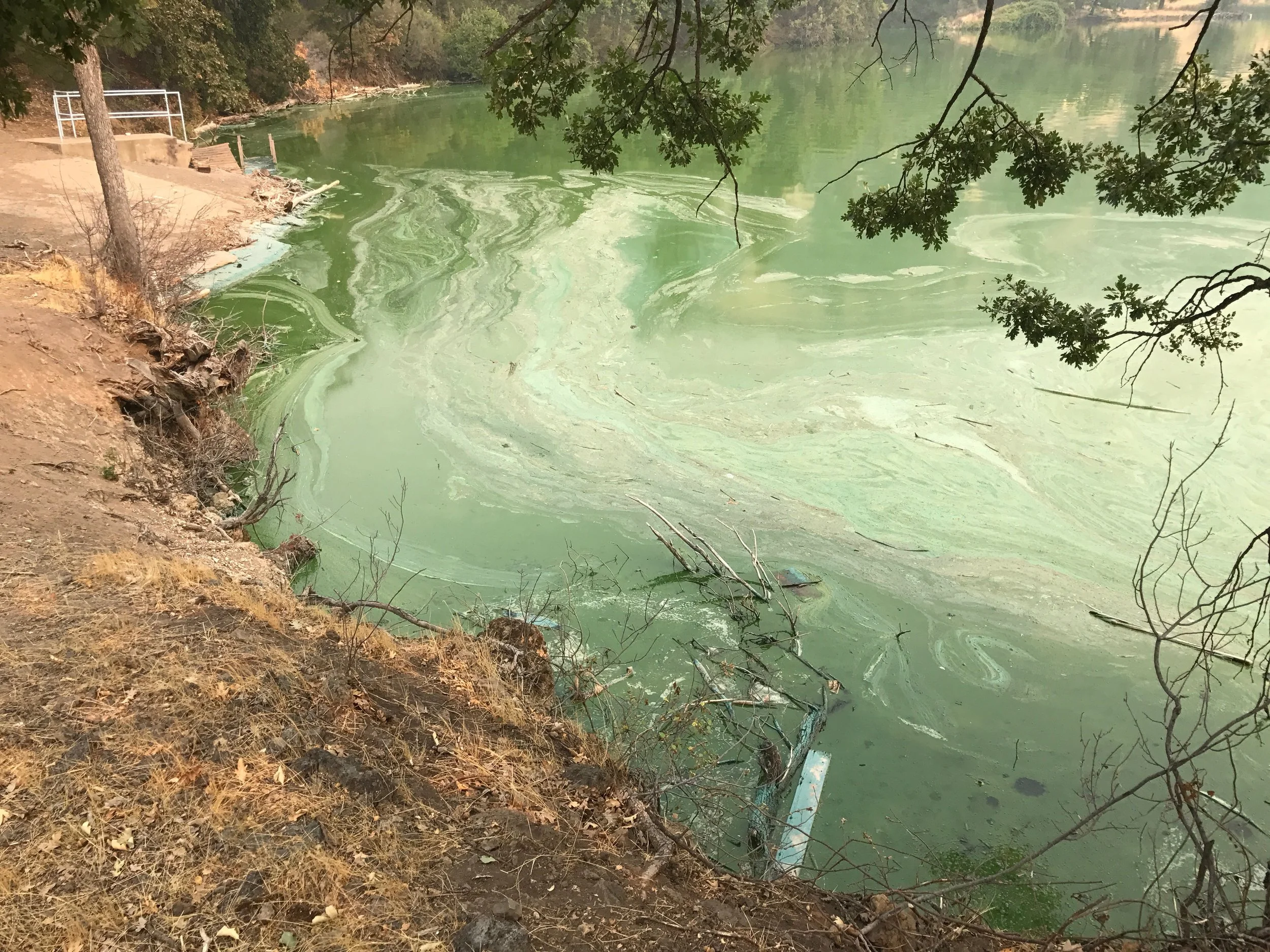 Toxic Slime behind Iron Gate Dam.jpg