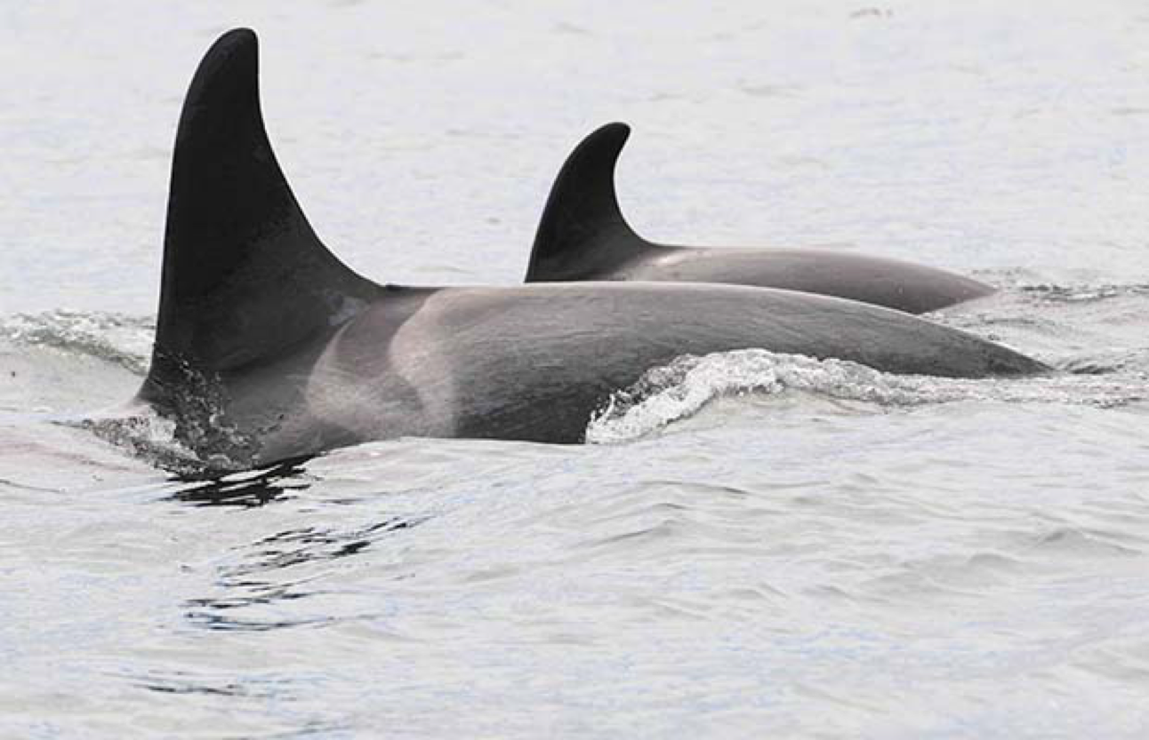 Photo by Handout/Vancouver Aquarium