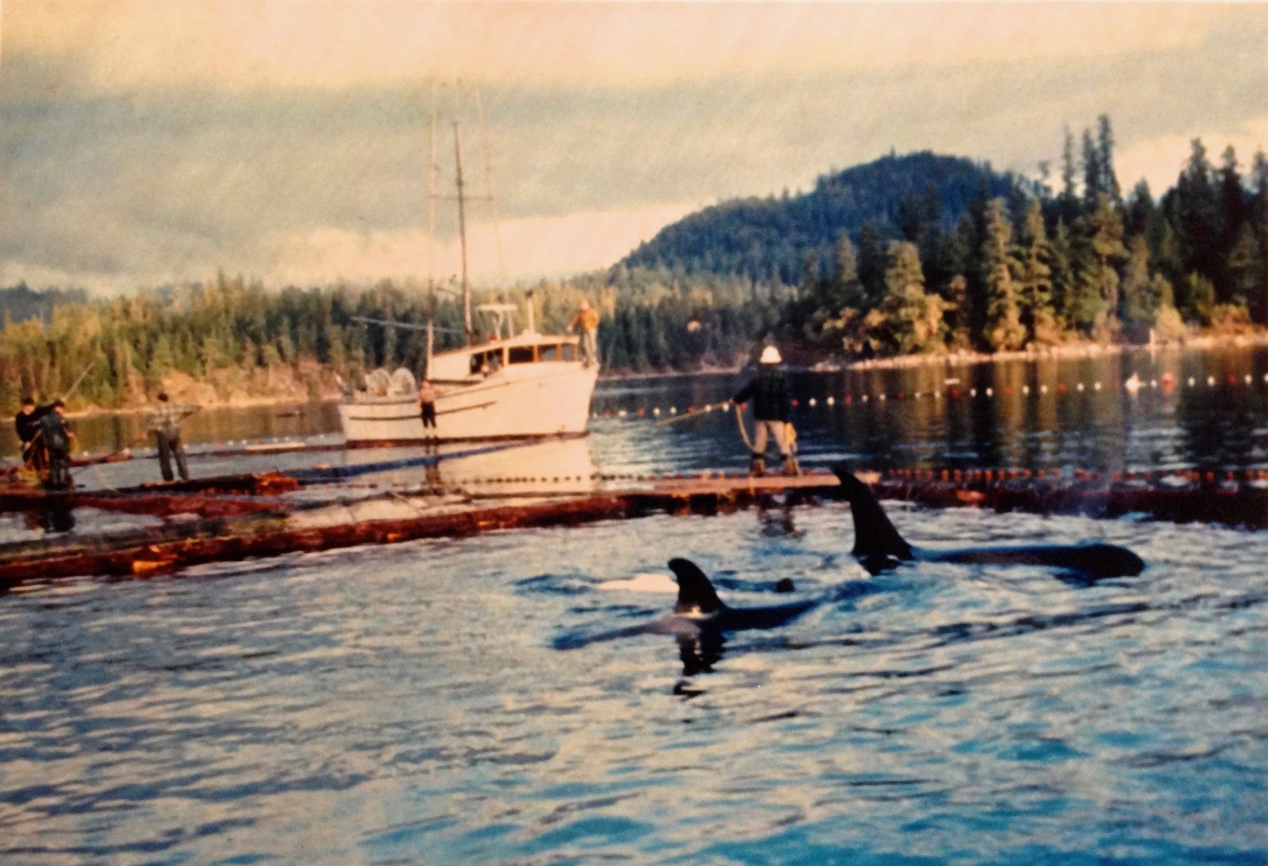 Corky with her Mother Stripe after capture at Pender Harbor in December, 1969.