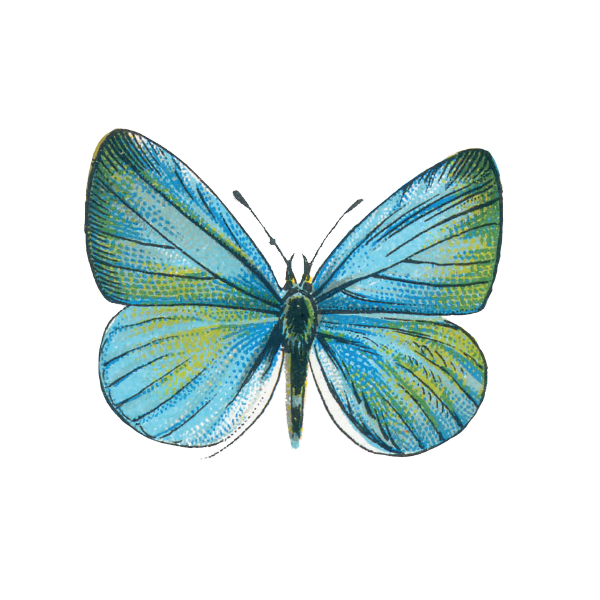 SKINCARELOUNGE-icon-butterfly-simple-PRINT.png