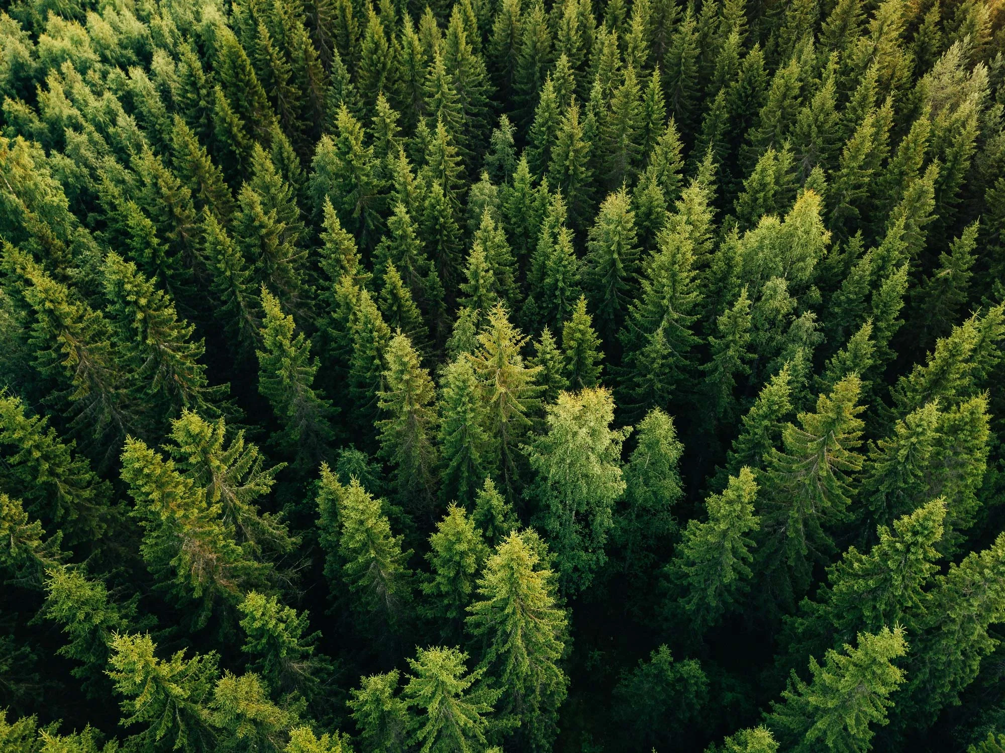 Forestry