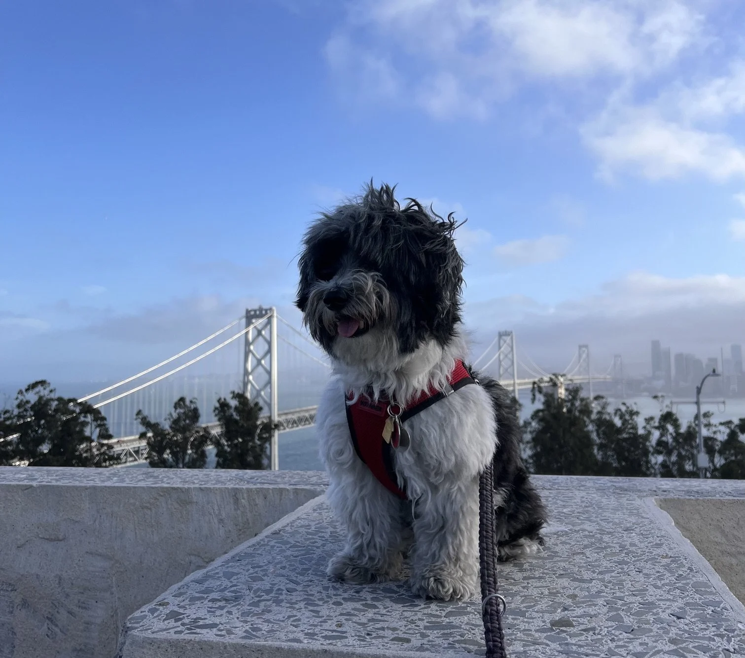 Depth psychotherapy in the Bay Area