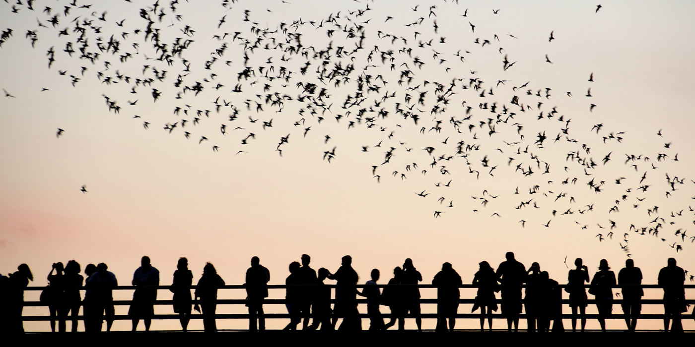austin bats texas