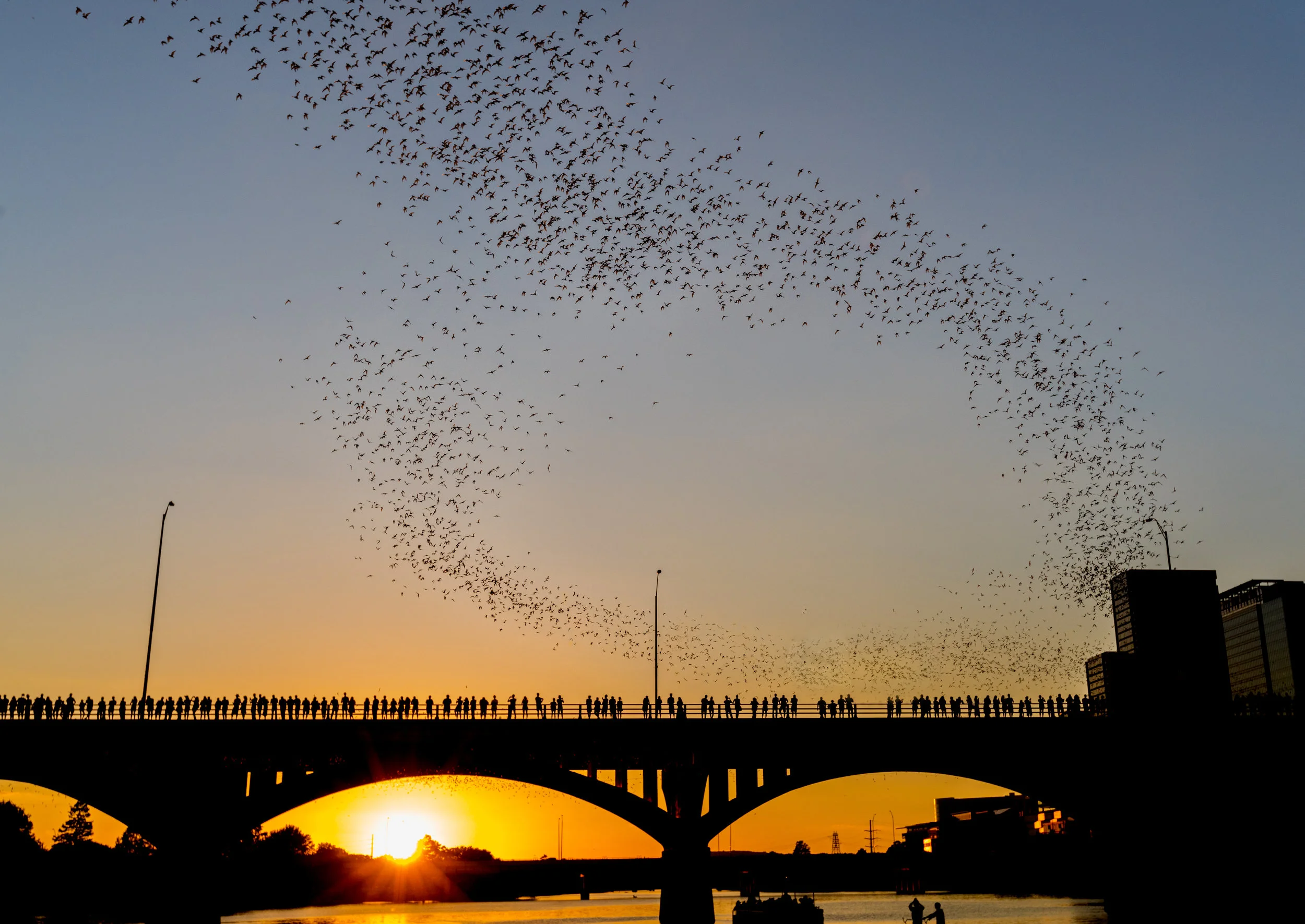Congress Ave. Bridge Bats - Austin Bats Watching Guide | Merlin Tuttle