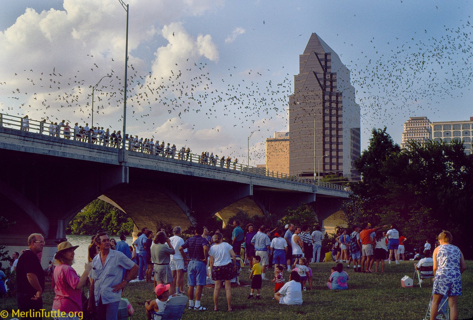 Tourists observing 1.5 million free-tailed bats emerge from the Congress Avenue Bridge in Austin, Texas. Emergence