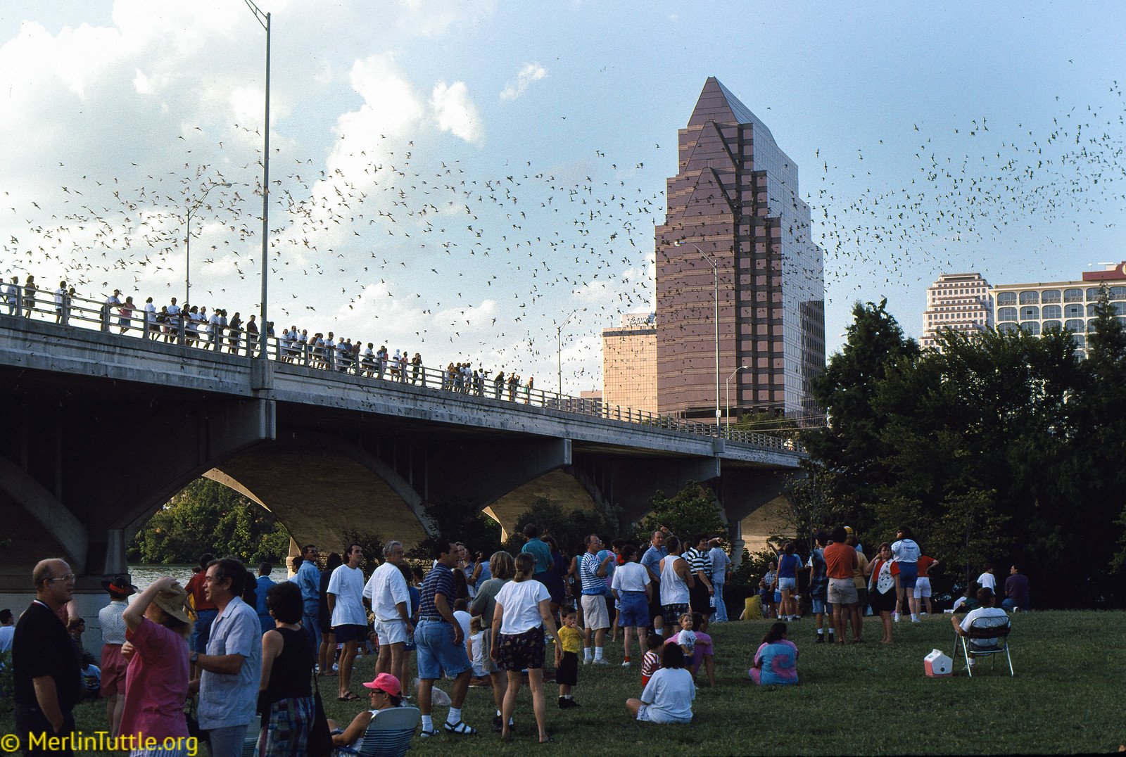 Tourists observing 1.5 million free-tailed bats emerge from the Congress Avenue Bridge in Austin, Texas. Emergence