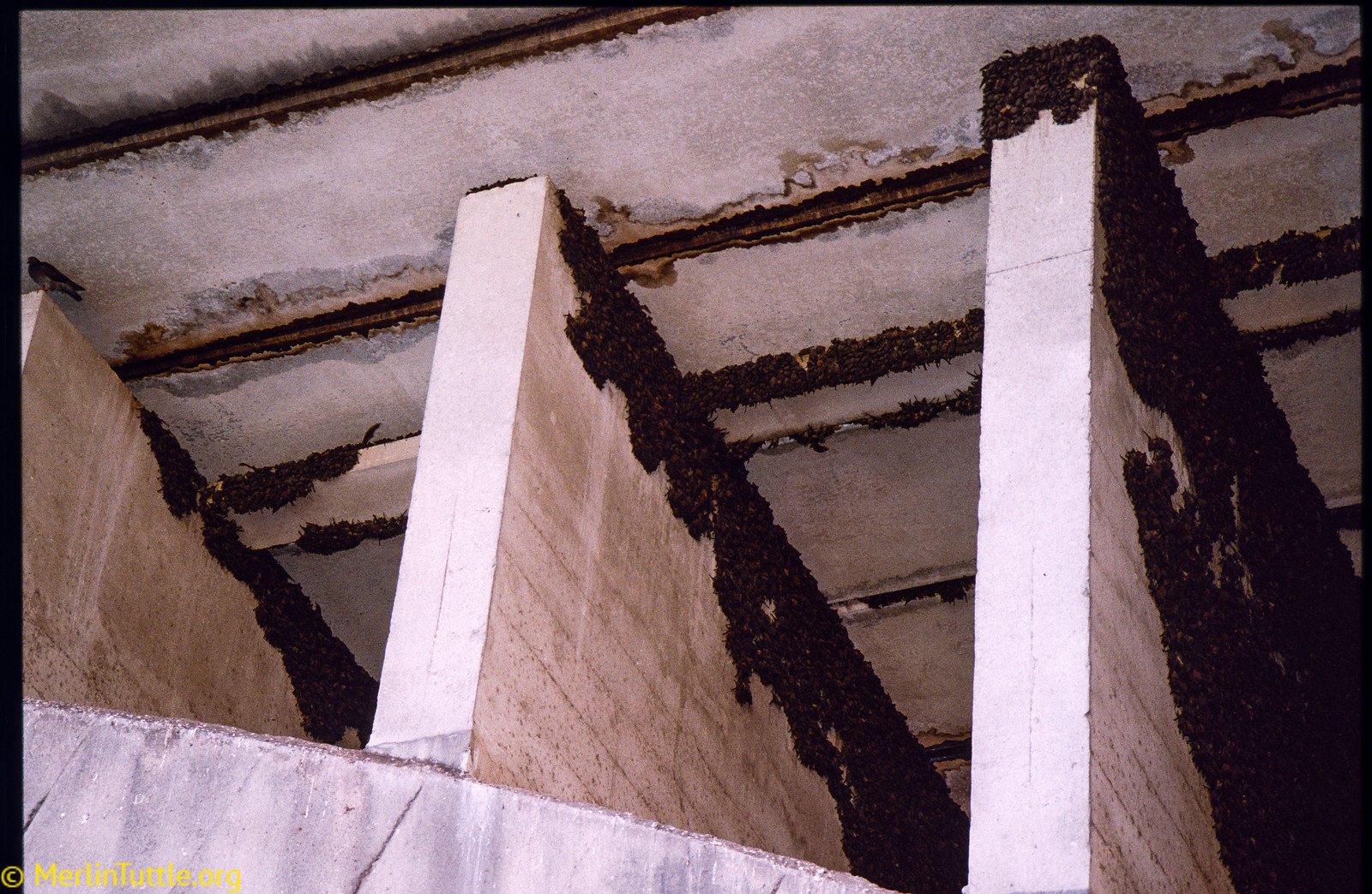 Brazilian free-tailed bats (Tadarida brasiliensis) roosting in unusual numbers beneath Congress Avenue Bridge in Austin, Texas. Roosting