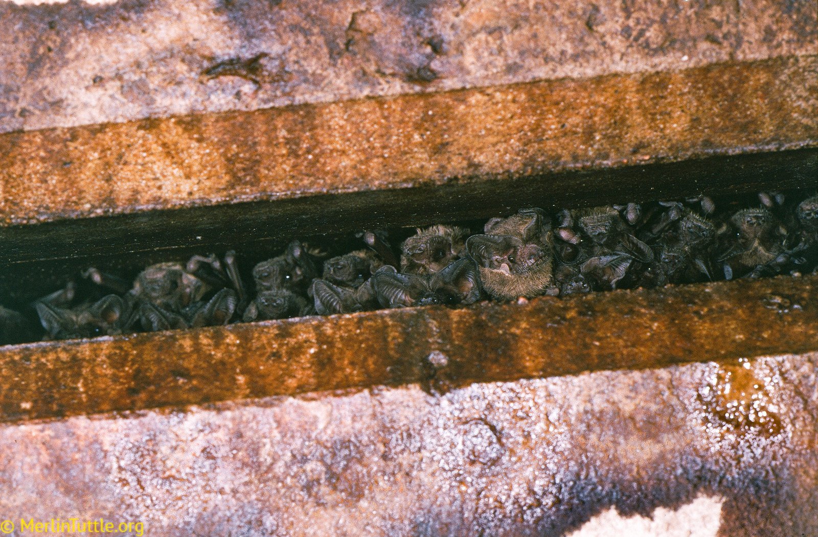 Brazilian free-tailed bats (Tadarida brasiliensis) roosting in 16-inch deep crevices beneath the Congress Avenue Bridge in Austin, Texas. Roosting