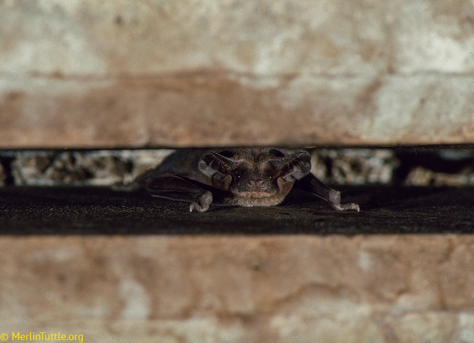A Brazilian free-tailed bat (Tadarida brasiliensis) roosting in a crevice beneath concrete beams in a Florida bridge. Roosting