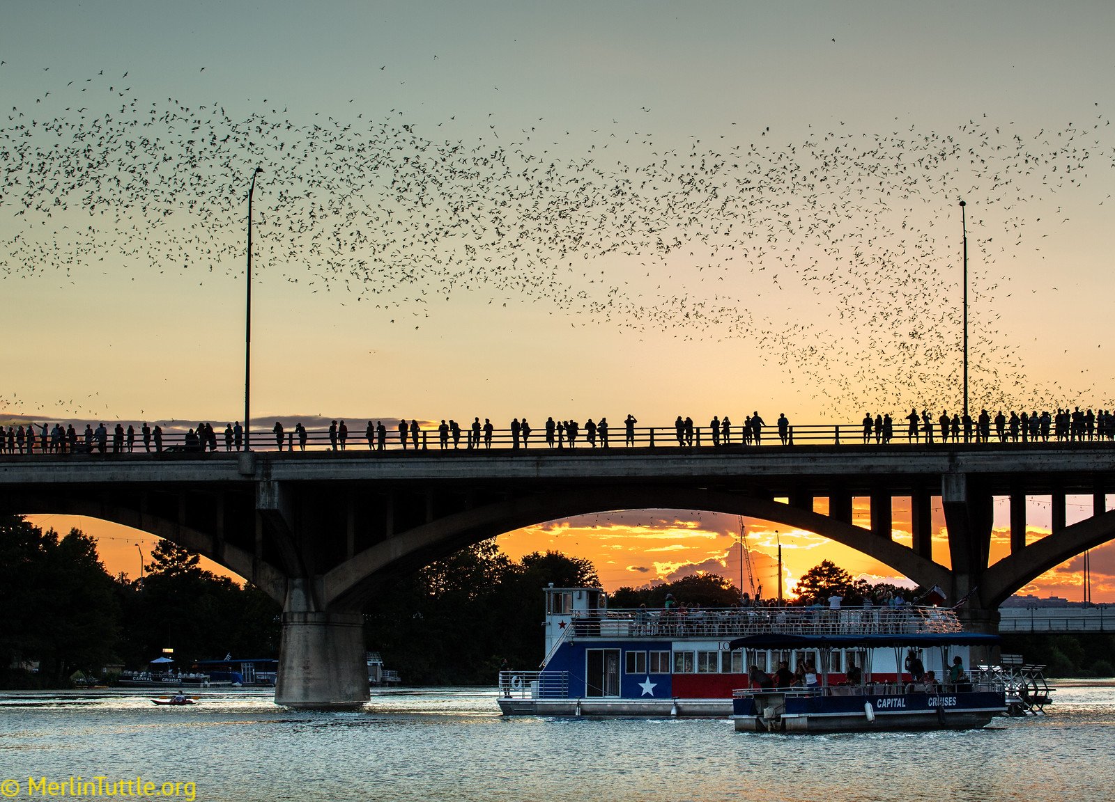 Tourists at Congress Avenue Bridge in Austin, Texas observe more than a million Brazilian free-tailed bats close-up. Millions have enjoyed these bats for more than three decades without harm. Emergence